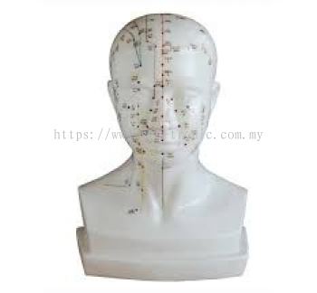V.1 HEAD ACUPUNCTURE MODEL ͷģ 