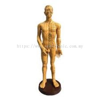 V.5-A [MALE] ACUPUNCTURE MODEL ģ У