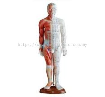 V.6 [55CM] MALE ACUPUNCTURE MODEL (WITH MUSCLE) ģͣʣ