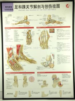 W.4 FOOT AND ANKLE JOINT CHART ׹ؽڽ봴˹ͼ