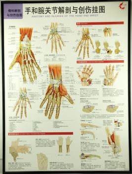 W.5 HAND AND WRIST JOINT CHART ֺؽڽ봴˹ͼ
