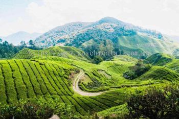 Cameron Highland