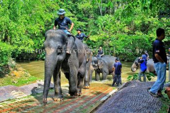 Elephant Sanctuary & Deerland