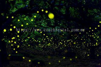 Kuala Selangor Firefly