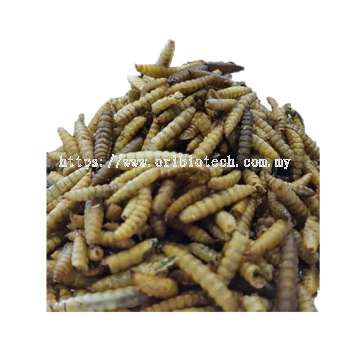 Microwave Dried Larvae