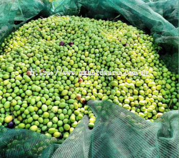 OLIVE HARVEST NET