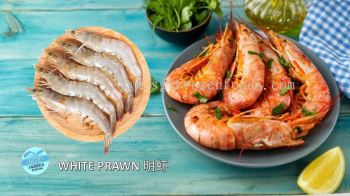 White Prawn 明虾 (semi block)