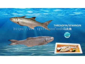 Threadfin
