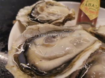 80/100gm whole shell oyster (JA)