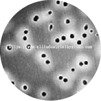 Hydrophobic Polycarbonate (PCTE) Filter Membranes