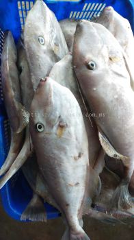 Fresh Seafood �����ʺ��ʣ� - ����(Ikan Leper)
