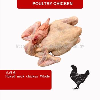 WHOLE NAKED NECK CHICKEN 