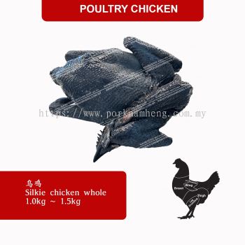 SILKY BLACK CHICKEN 