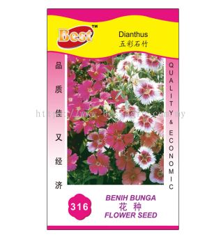 316 花种 Dianthus 五彩石竹