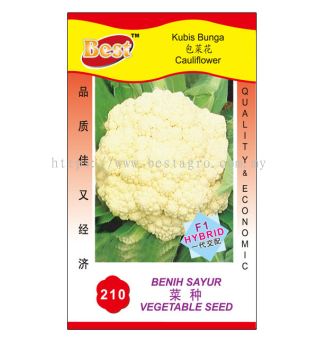 210 菜种 Cauliflower 包菜花