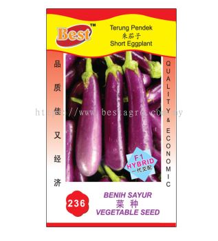 236 菜种 Short Eggplant 朱茄子