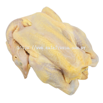 Kampung Chicken 1.6-1.8kg