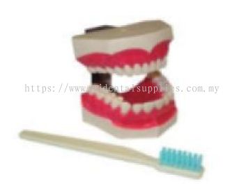 DENTAL STUDY MODEL ADULT WITH TOOTH BRUSH #ZYR-4038