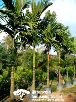 P010103 Areca Catechu (Betel Nut Palm)