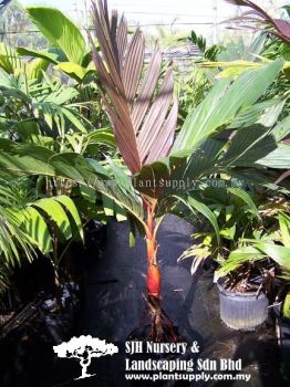 P010104 Areca vestiaria (Orange Crownshaft Palm)