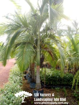 P010105 Bentinckia Nicobarica (Beninckia Palm)