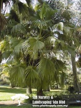 P010203 Brahea Edulis (Guadaloupe Palm)