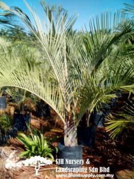 P010204 Butia Capitata (Jelly Palm, Wine Palm)