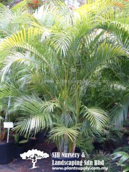 P010302 Chrysalidocarpus Lutescens (Yellow Palm) 黄椰子	