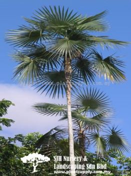 P010303 Coccothrinax Argentea (Silver Thatch Palm)