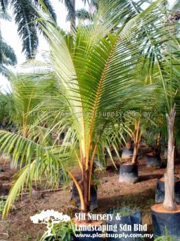 P010304 Cocos Nucifera 'Red' (Kelapa Merah)