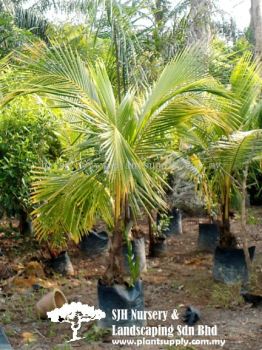 P010305 Cocos Nucifera 'Yellow' (Kelapa Kuning)