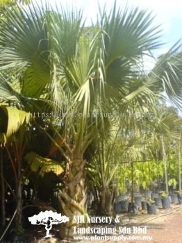 P010402 Corypha Umbraculifera (Talipot Palm) 贝叶棕