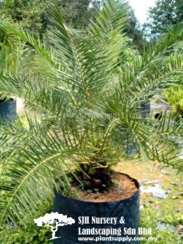 P010404 Cycas Rumphii (Malayan Fern Palm)