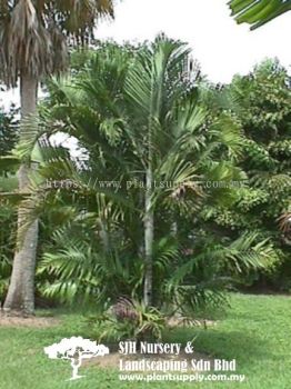 P010501 Dypsis Madagascariensis (Farihazo, Kizohazo)