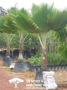 P010504 Fiji Palm (Pritchardia Pacifica)