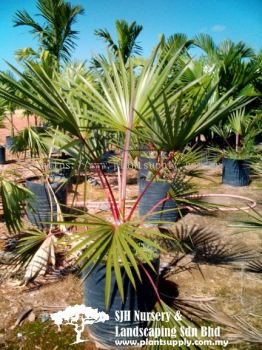 P010603 Latania Lontariodes (Red Latan Palm) 红脉葵