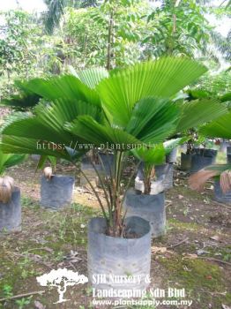 P010605 Licuala Grandis (Fan Palm, Pinang Kapas)  圆叶轴榈