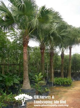 P010802 Livistona Chinensis (Chinese Fan Palm)  蒲葵