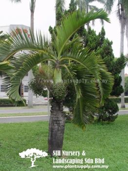 P010803 Mascarena Lagenicaulis (Bottle Palm)