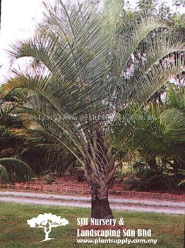 P010804 Neodypsis Decaryi (Triangle Palm)