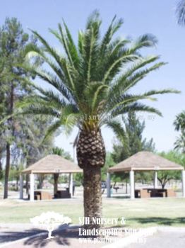 P010902 Phoenix Canariensis (Canary Island Date Palm)