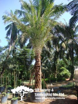 P010905 Phoenix Sylvestris (Silver Date Palm) 林刺葵