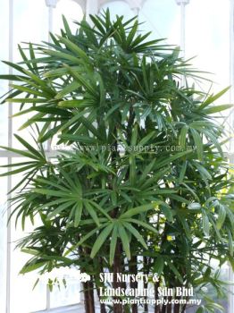 P020101 Rhapis Excelsa (Lady Palm) 观音棕竹, 棕竹