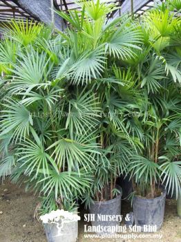 P020102 Rhapis Multifida (Finger Palm) 多裂棕竹