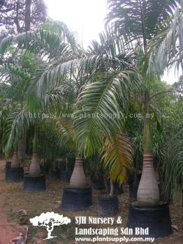 P020103 Roystonea Oleracea (Cabbage Palm) 南美王棕