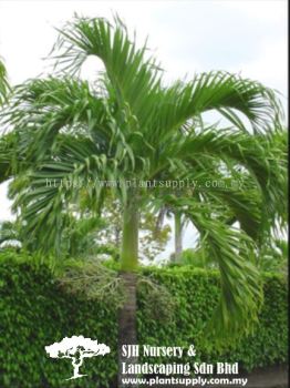 P020201 Veitchia Merrillii (Manila Palm)