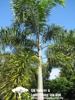 P020202 Wodyetia Bifurcata (Foxtail Palm) 狐尾棕