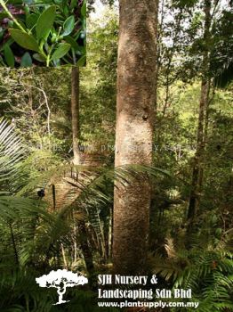 T010101 Agathis Borneensis (Malayan Kauri)