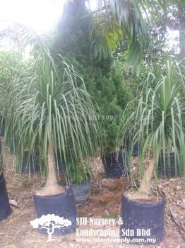 T010305 Beaucarnea Recurvata (Elephant's Foot, PonyTail)