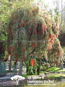 T010501 Callistemon viminalis (Weeping Bottlebrush)